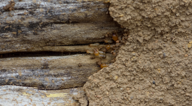 termite proofing